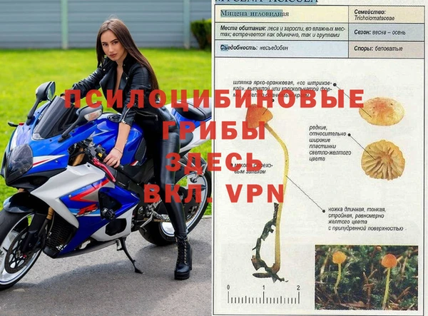 крисы Алзамай